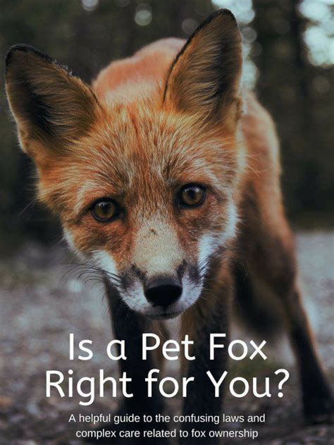 Pet fox guide legality care and important information – Artofit