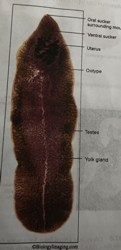 Lab Platyhelminthes And Nematoda Flashcards Quizlet