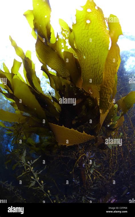 Aquatic Plants Stock Photo - Alamy