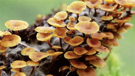 How fungi decompose organic material explained | Britannica