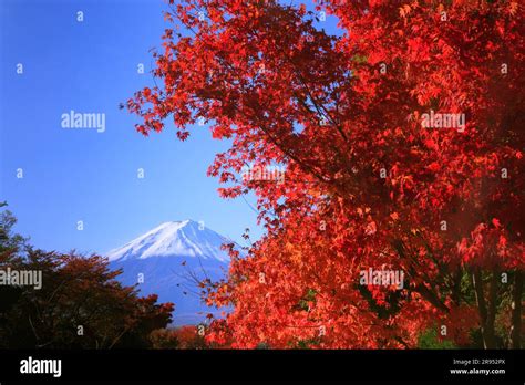 Autumn Leaves And Mount Fuji Stock Photo Alamy