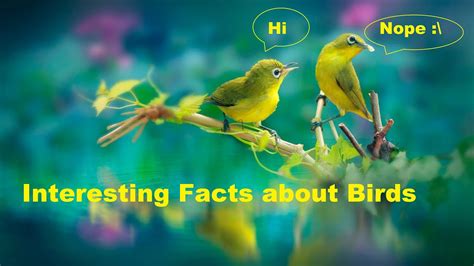 Fun Bird Facts For Kids Interesting Information About Birds Youtube