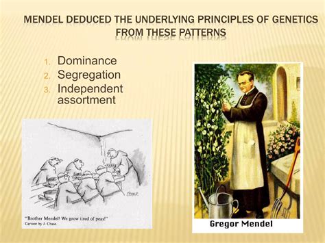 Mendels Laws Of Inheritance Ppt