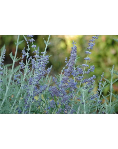 Russian Sage Blue Spire Perovskia Atriplicifolia Blue Spire