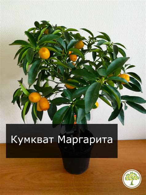 Кумкват Маргарита Фортунелла купить саженец | Pavlovolimon