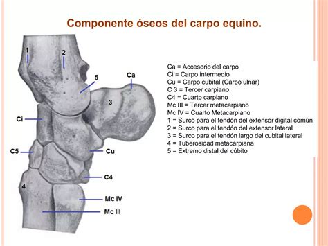 Articulaciones Pptx