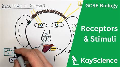 Receptors And Stimuli Gcse Biology Youtube