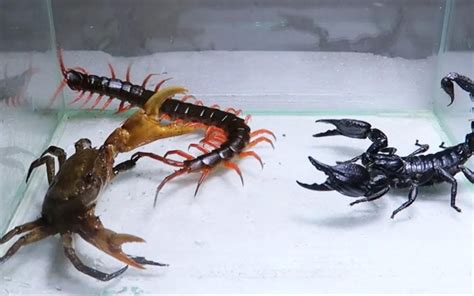 Centipede Vs Scorpion