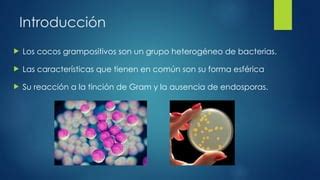 Sthaphylococcus Pptx Microbiologia Medica Ppt