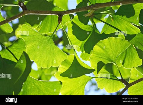 Ginkgo Ginkgo Biloba Hojas Sale Desde El Ginko O Maidenhair Rbol