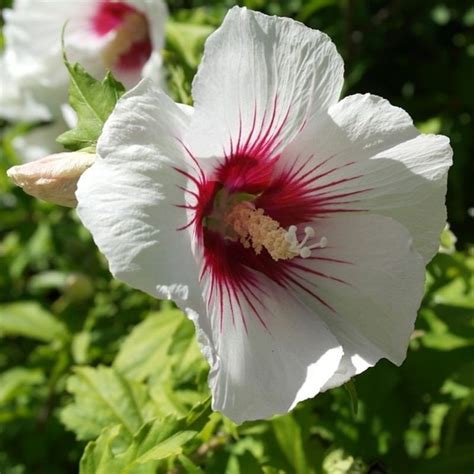 Hibiscus Syriacus Red Heart