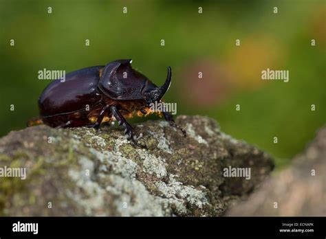 Male Rhinoceros Beetle Stock Photos & Male Rhinoceros Beetle Stock Images - Alamy