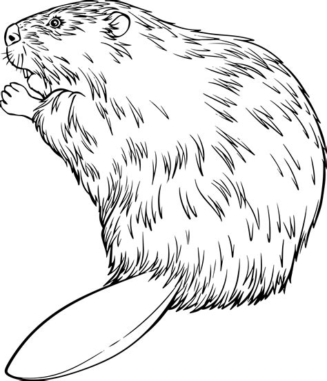 Beaver Sketch Black And White Vector Drawing For Coloring And Design