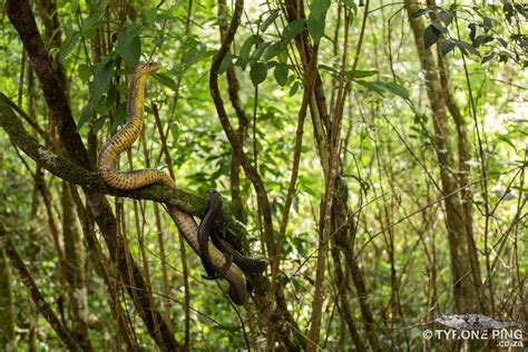 'A large Brown Forest Cobra, these snakes spend most of their time in ...