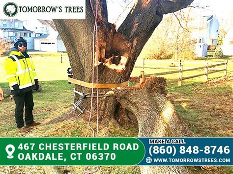 Tree Removal Lyme Ct Tomorrowstrees Medium