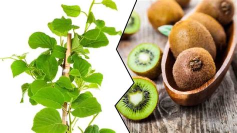 Come Si Pu Avere Un Albero Di Kiwi In Vaso A Casa Una Pianta Molto