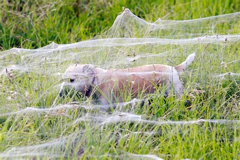 Spiders Flee Australian Flood - The Atlantic