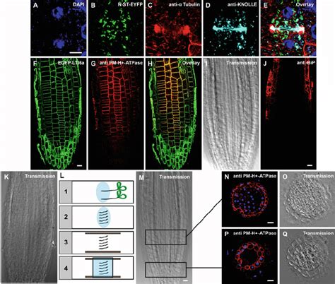 Immunolocalization Of Proteins In Arabidopsis Roots Al The