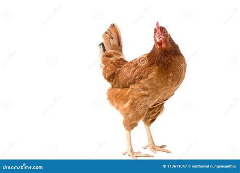 Brown Hen Walking Isolated On White Studio Shot Chicken Stock Image