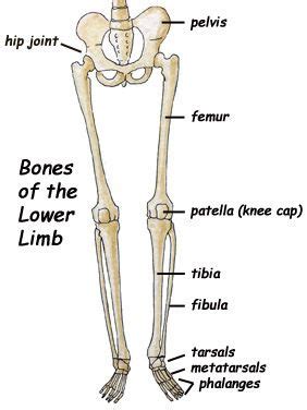 The Femur Upper Leg Patella Kneecap And The Tibia Fibula Lower