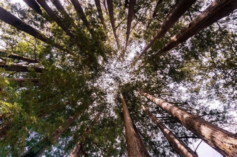 Premium Photo | Redwood forest california