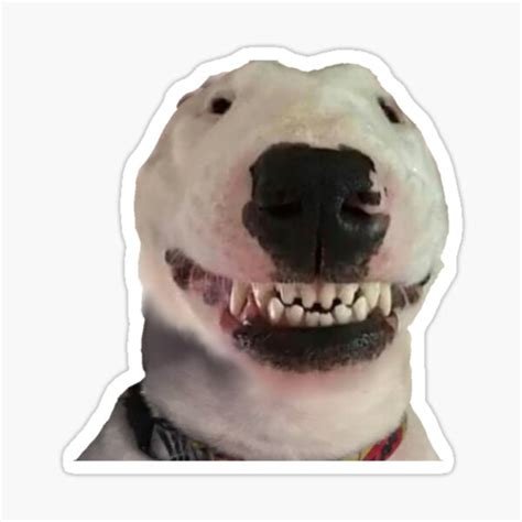 Walter Smiling Meme Dog Sticker For Sale By Jeangel97 Redbubble