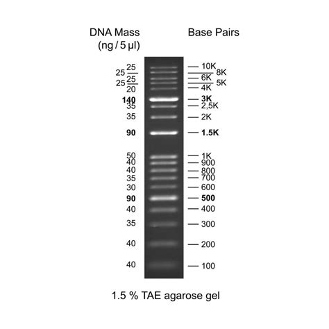 Kplus Dna Ladder Rtu Ready To Use Genedirex Inc