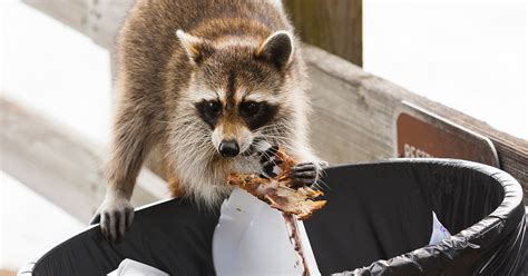 Raccoon Cant Believe Someone Would Throw Away Perfectly Good Trash