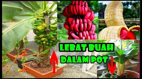 Budidaya Pisang Dalam Pot Tabusalampot