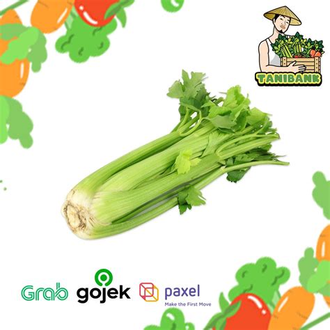 Jual Celery Stick Seledri Stik Impor China FRESH Per KG Shopee