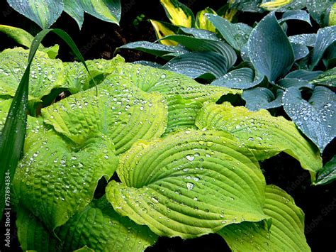 Hosta funkia bylina o ozdobnych liściach odmiana Piedmont Gold