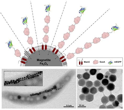 Magnetosomes: Natural Magnetic Nanoparticles for Biomedical ...