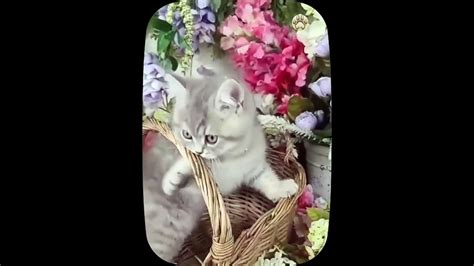 Top The Most Popular Naughty Kittens Videos Cute And Funny Cat Videos