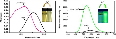 Absorption A And Fluorescence Emission B Spectra Of Nadp M