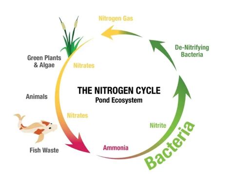 Nitrogen Cycle A Process That Can Make A Difference