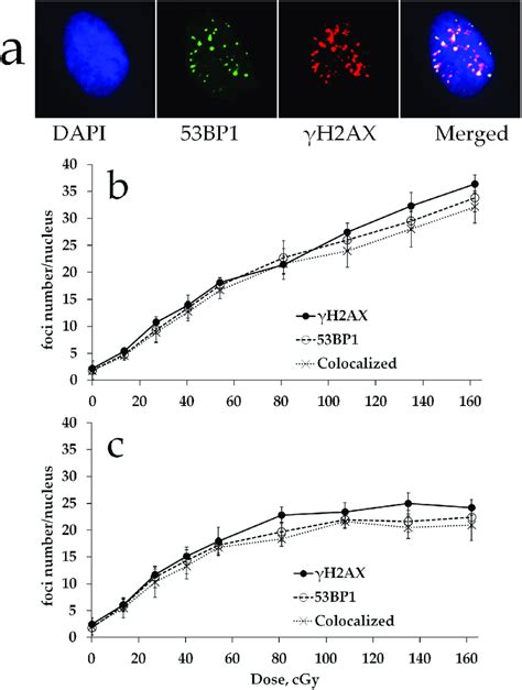 γH2AX and 53BP1 foci formation in MSCs exposed to either acute or