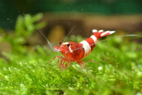 Mastering Breeding Freshwater Shrimp | Expert Tips