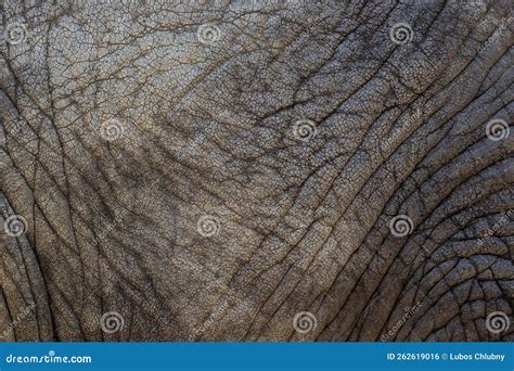 Close Up Of An African Elephants Skin Texture Stock Photo Image Of