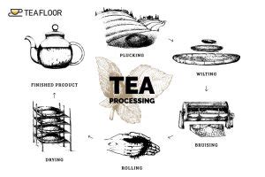 Tea Processing Techniques and Classification of Tea