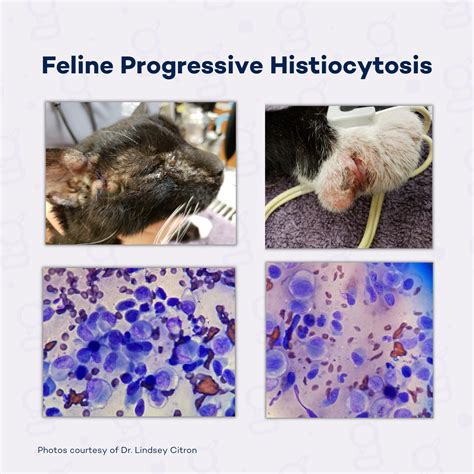 Cytologic And Gross Pathology Of Feline Progressive Histiocytosis