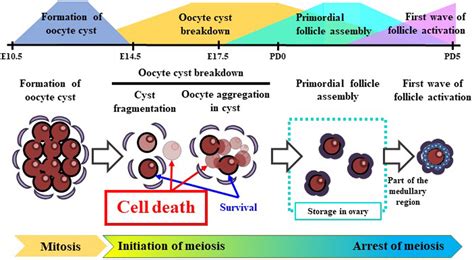 The Impact Of Oocyte Death On Mouse Primordial Follicle Formation And