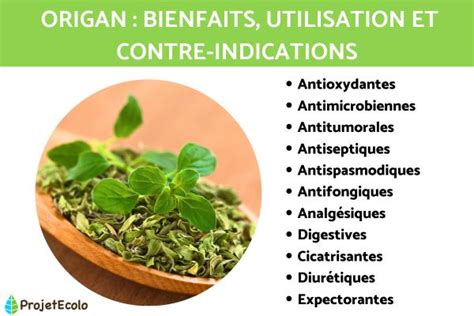 ORIGAN BIENFAITS UTILISATION Et CONTRE INDICATIONS