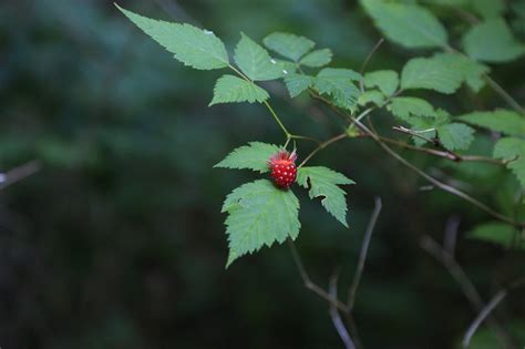 Salmonberry Plan Bee Native Plants