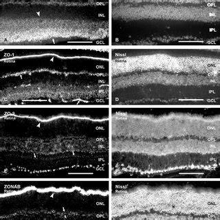 Relative Densities Of Cx Zo Zo And Zonab In Adult Mouse Retina