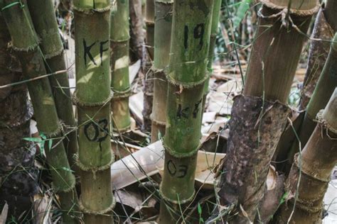 The Ultimate Guide to Sustainable Bamboo Harvesting: Tips and Best Practices - Bamboo U