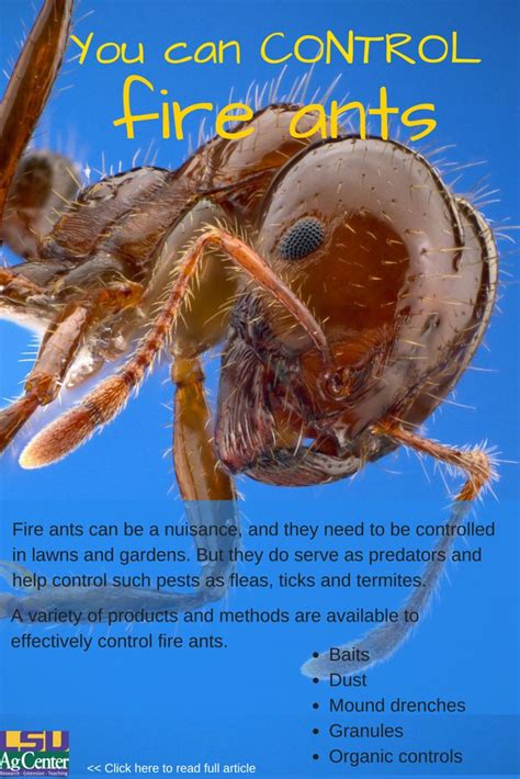 A Close Up Of A Spider On A Blue Background With The Words You Can Control Fire Ants