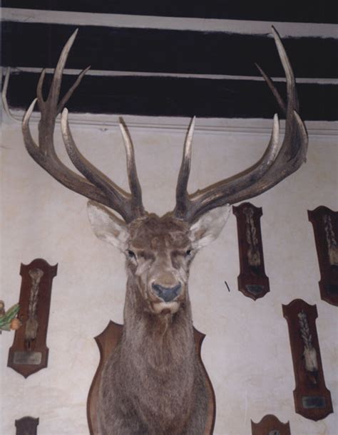 Altai Wapiti | Big Game Hunting Records - Safari Club International ...