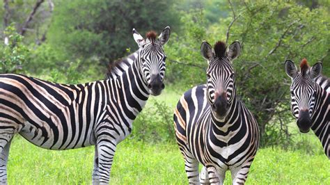 Burchells Zebras Kruger National Park Mpumalanga South Africa