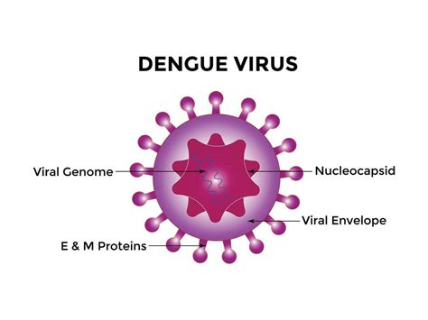 Dengue Virus Dengue Virus Denv Is The Cause Of Dengue Fever It Is A Mosquito Borne Single