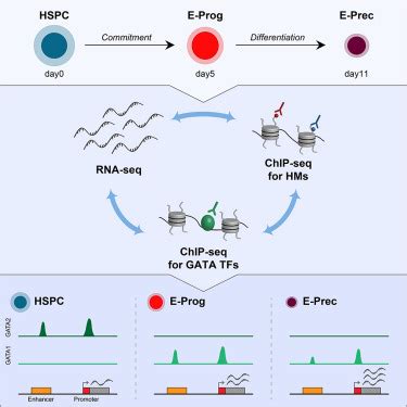 Gata Factor Mediated Gene Regulation In Human Erythropoiesis Iscience